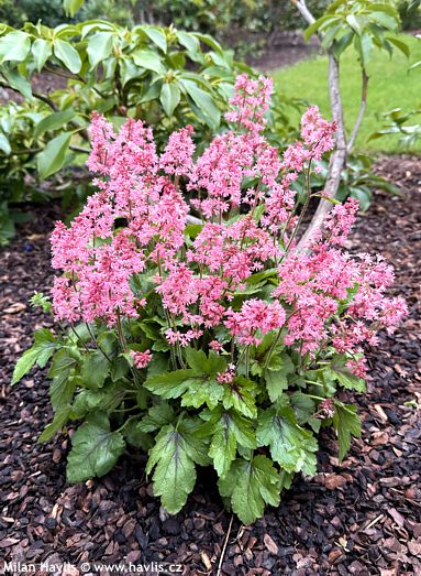 Heucherella 'Heupire030' PINK REVOLUTION