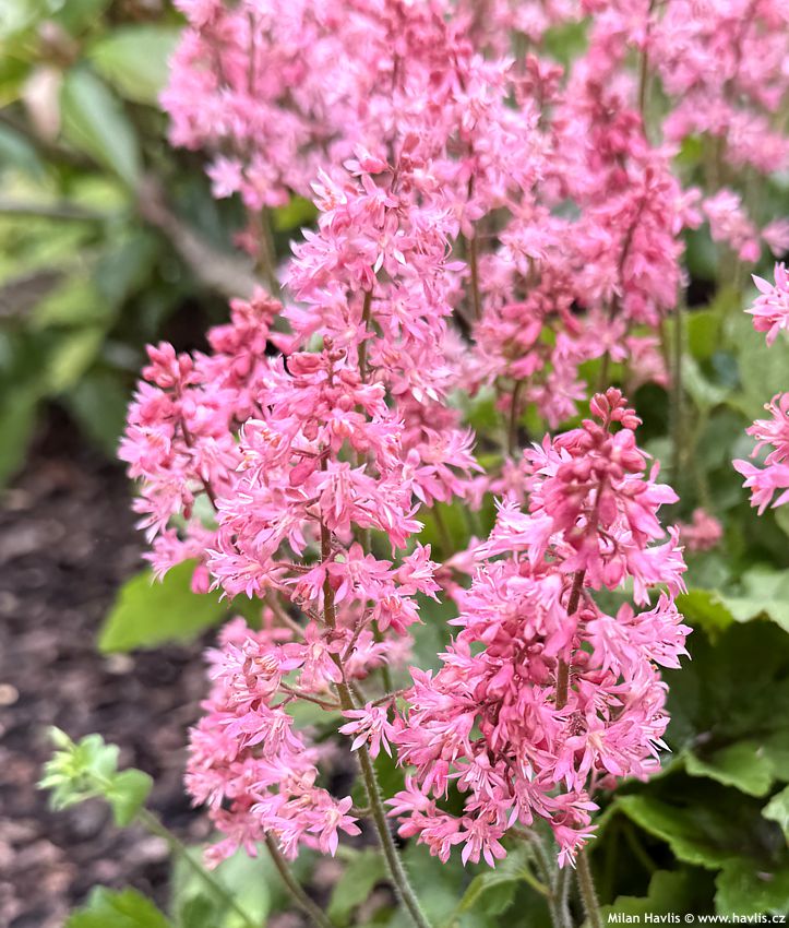 heucherella Pink Revolution 2026 (7).jpg