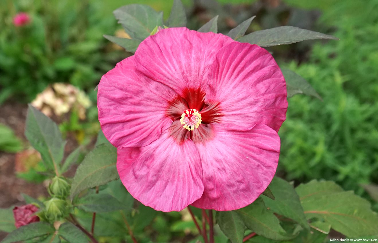 hibiscus Plum Crazy