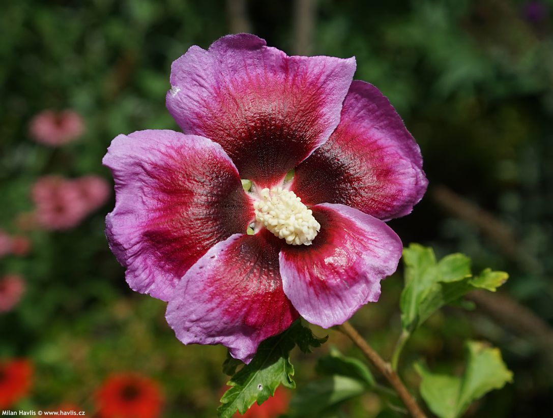 hibiscus Walbertons Lunar Eclipse