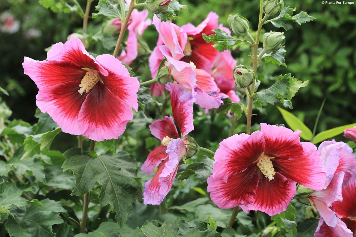 hibiscus Walbertons Lunar Eclipse