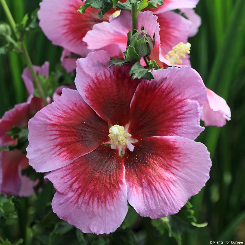 hibiscus Walbertons Lunar Eclipse