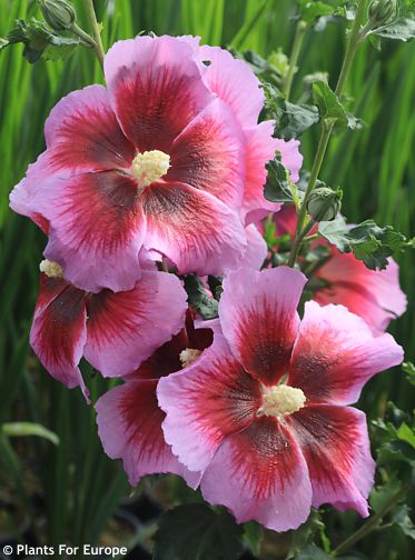 Hibiscus ‚Walhiecli‘ WALBETRON’S® LUNAR® ECLIPSE