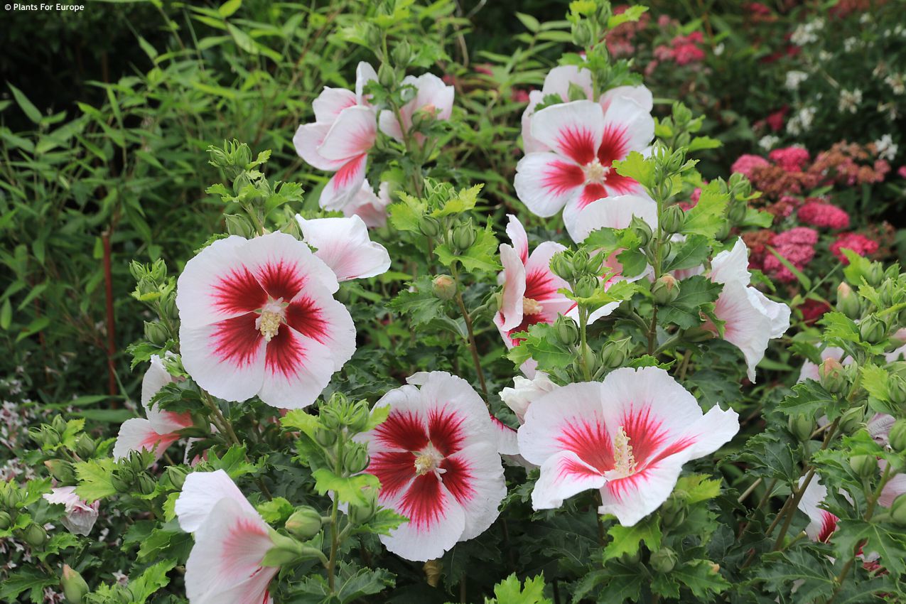 hibiscus Walbertons Lunar Flare