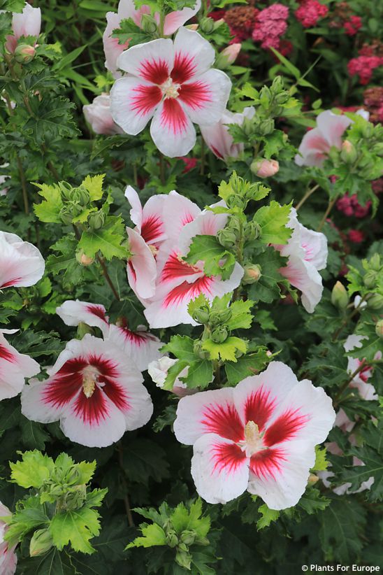 hibiscus Walbertons Lunar Flare