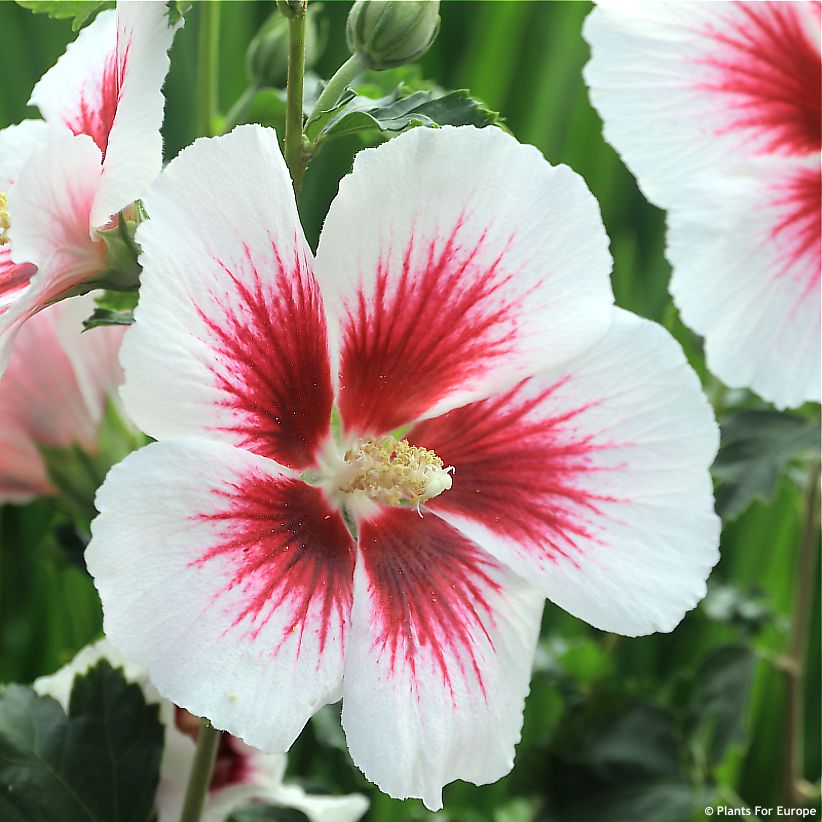 hibiscus Walbertons Lunar Flare