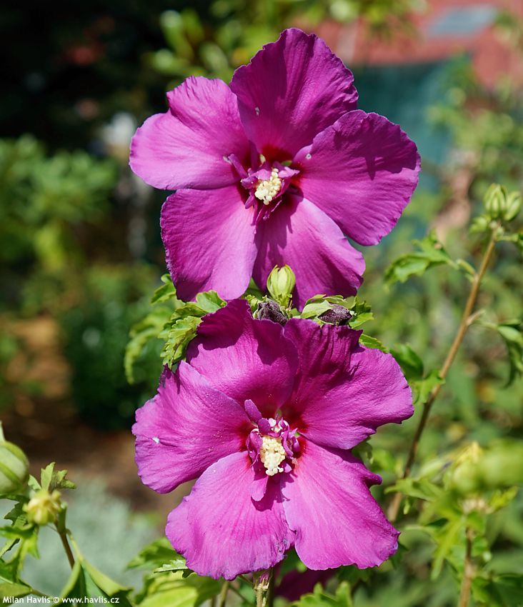 hibiscus Walbertons Lunar Rhapsody