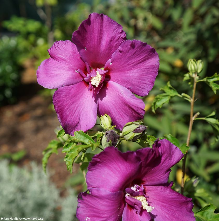 hibiscus Walbertons Lunar Rhapsody