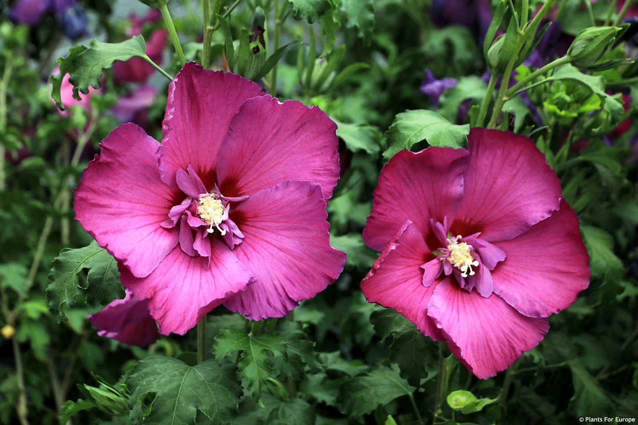 hibiscus Walbertons Lunar Rhapsody
