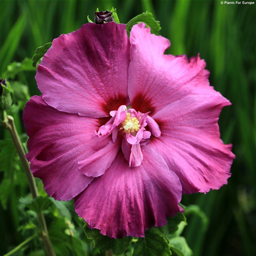 hibiscus Walbertons Lunar Rhapsody