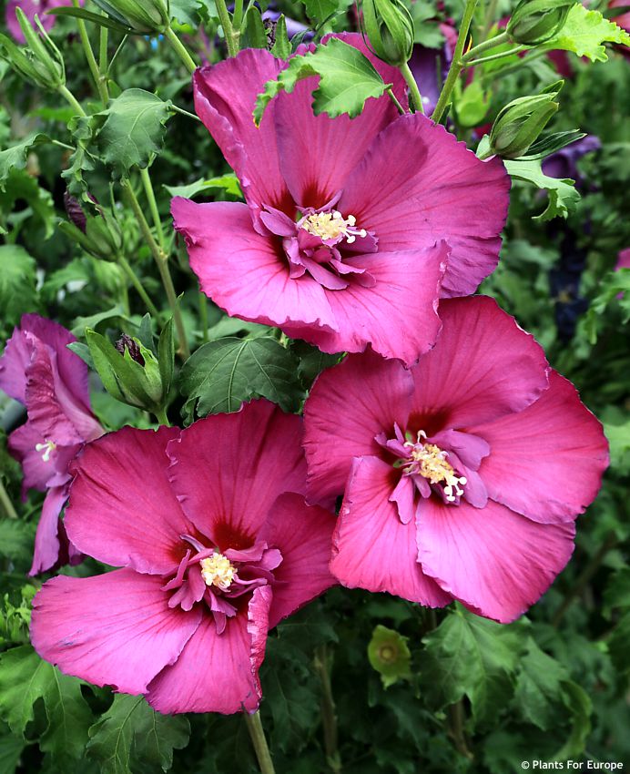 hibiscus Walbertons Lunar Rhapsody