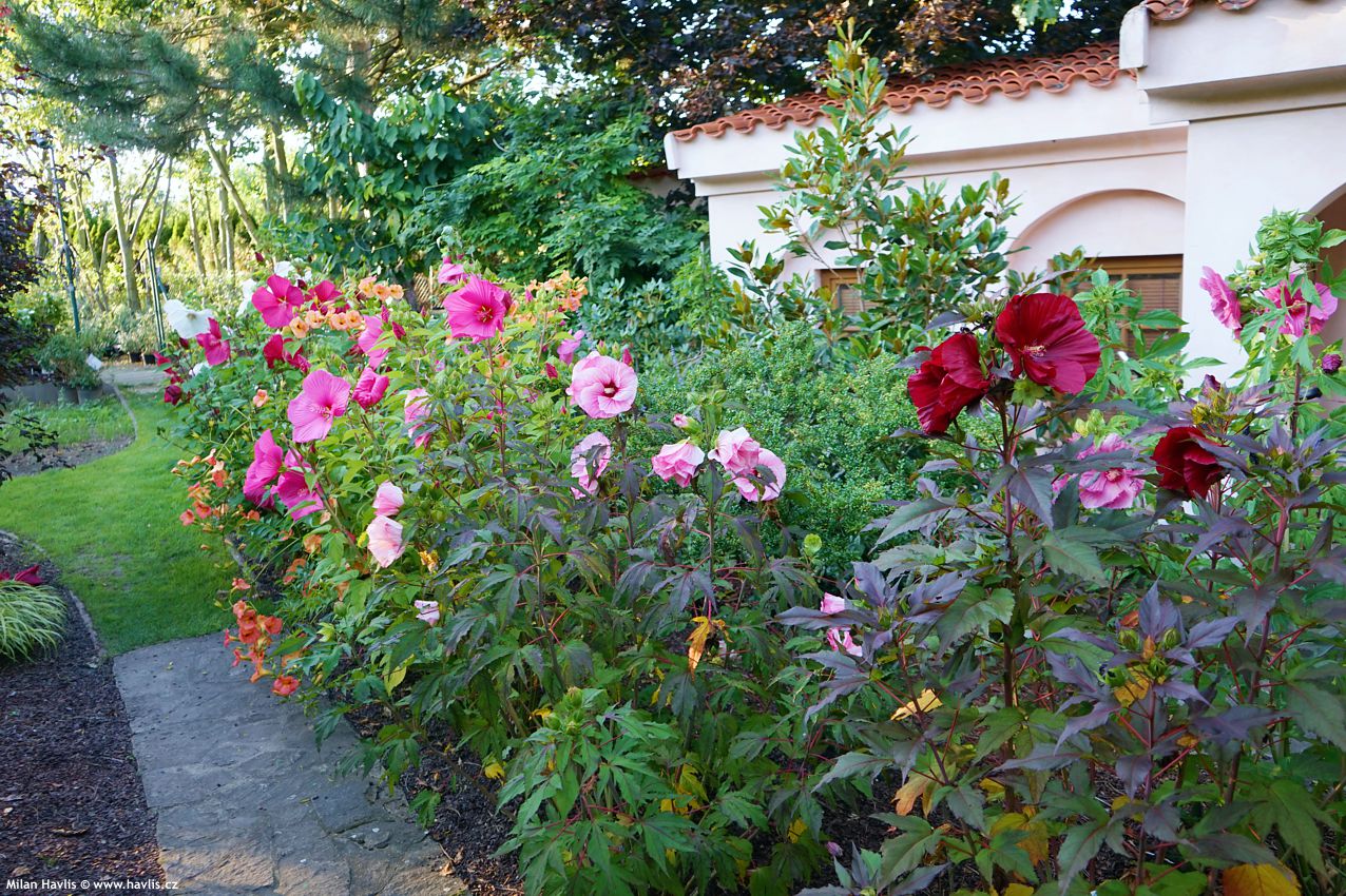 hibiscus moscheutos Chlumec