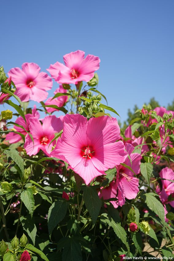 hibiscus moscheutos Extreme Hot Pink