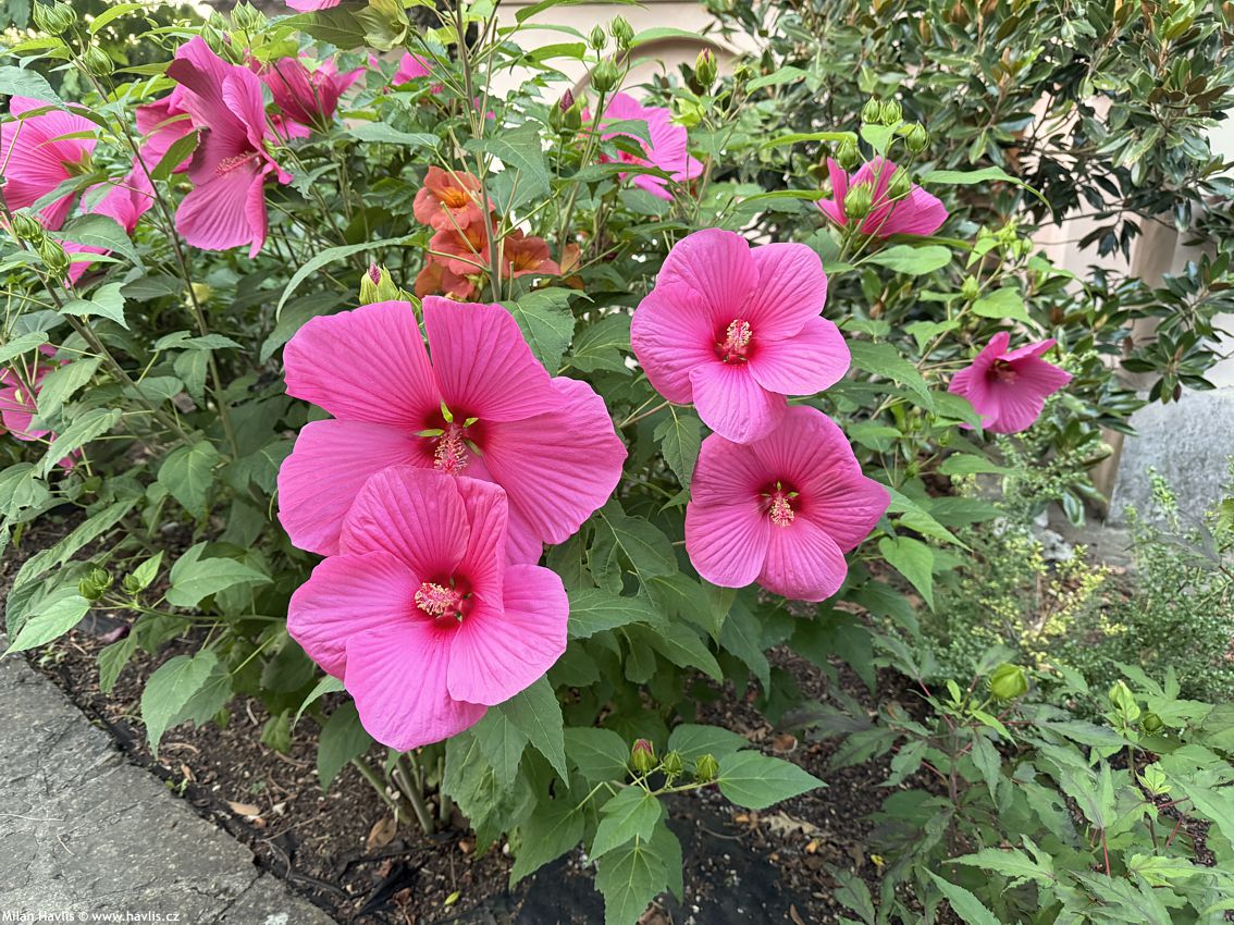 hibiscus moscheutos Extreme Hot Pink