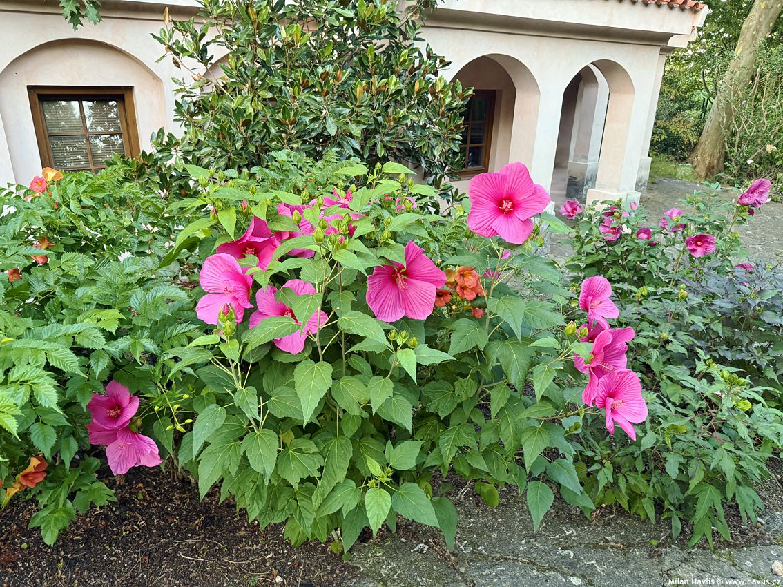 hibiscus moscheutos Extreme Hot Pink