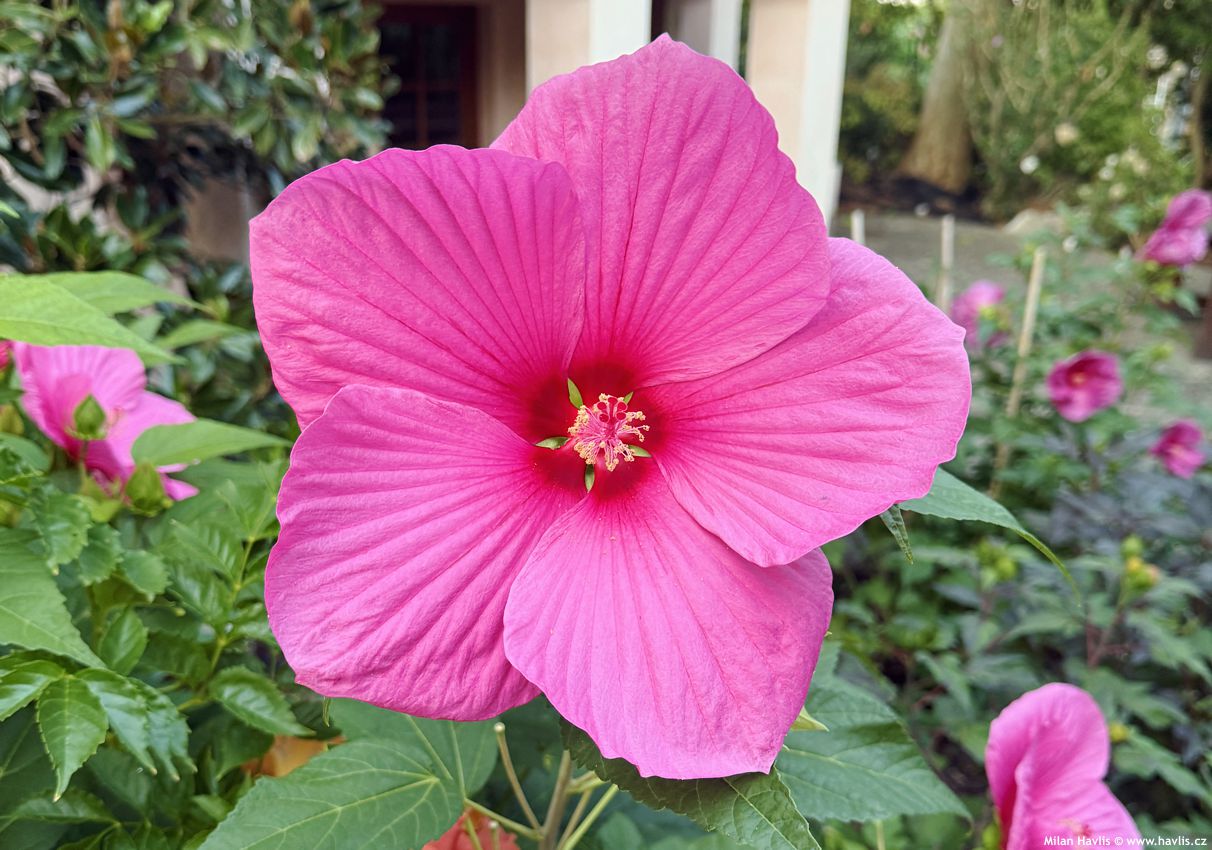 hibiscus moscheutos Extreme Hot Pink