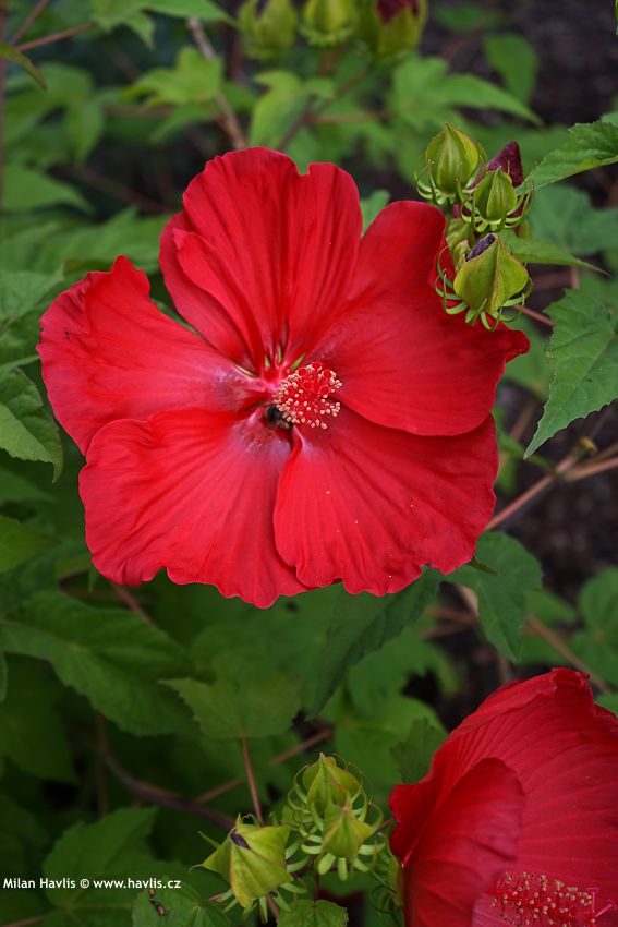 hibiscus moscheutos Extreme Red
