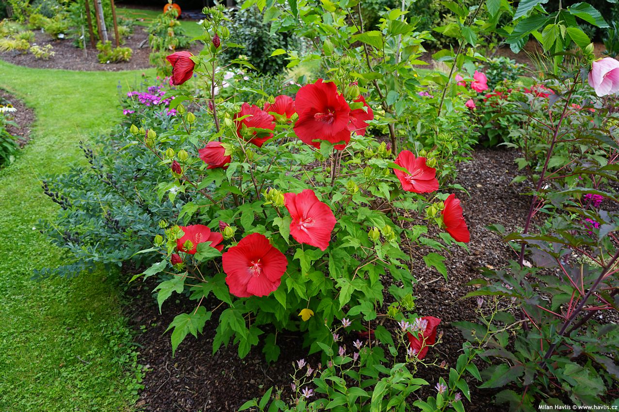 hibiscus moscheutos Extreme Red