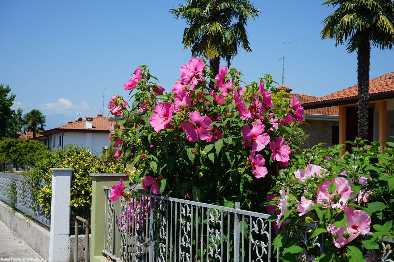hibiscus moscheutos Itálie