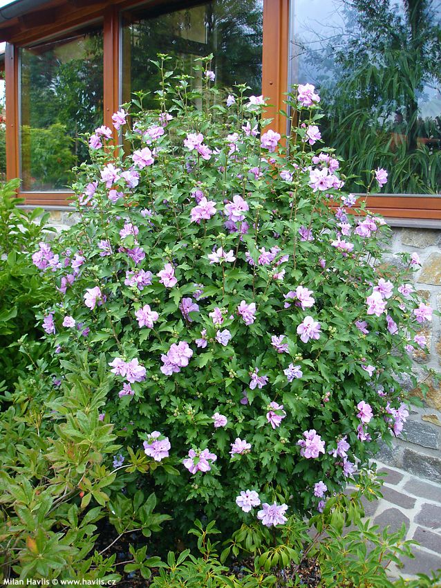 hibiscus syriacus Ardens 2007 naše.jpg