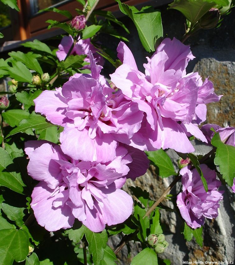 hibiscus syriacus Ardens 2008 (3).jpg
