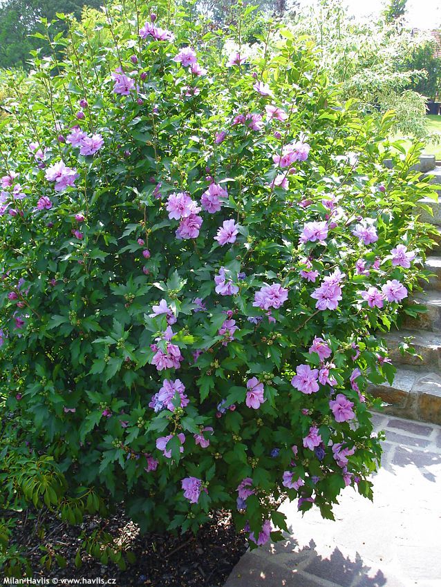 hibiscus syriacus Ardens keř 2007.jpg