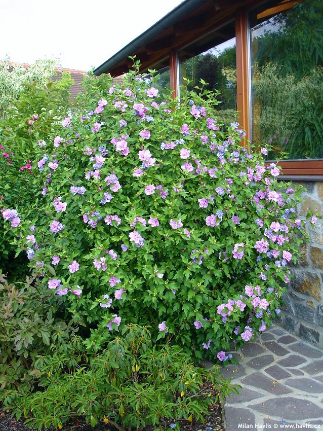 hibiscus syriacus Ardens keř 2008.jpg