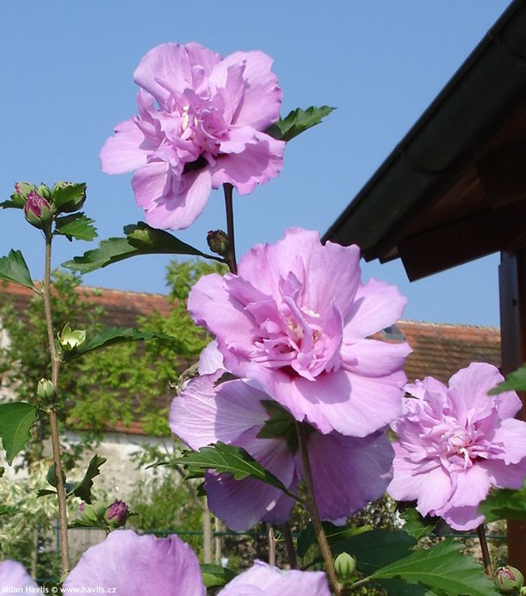 hibiscus syriacus Ardens květy naše 2007.jpg