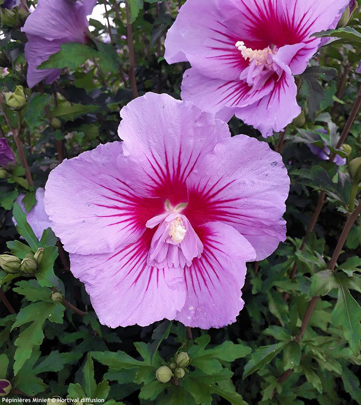 hibiscus syriacus B'twist Lavender