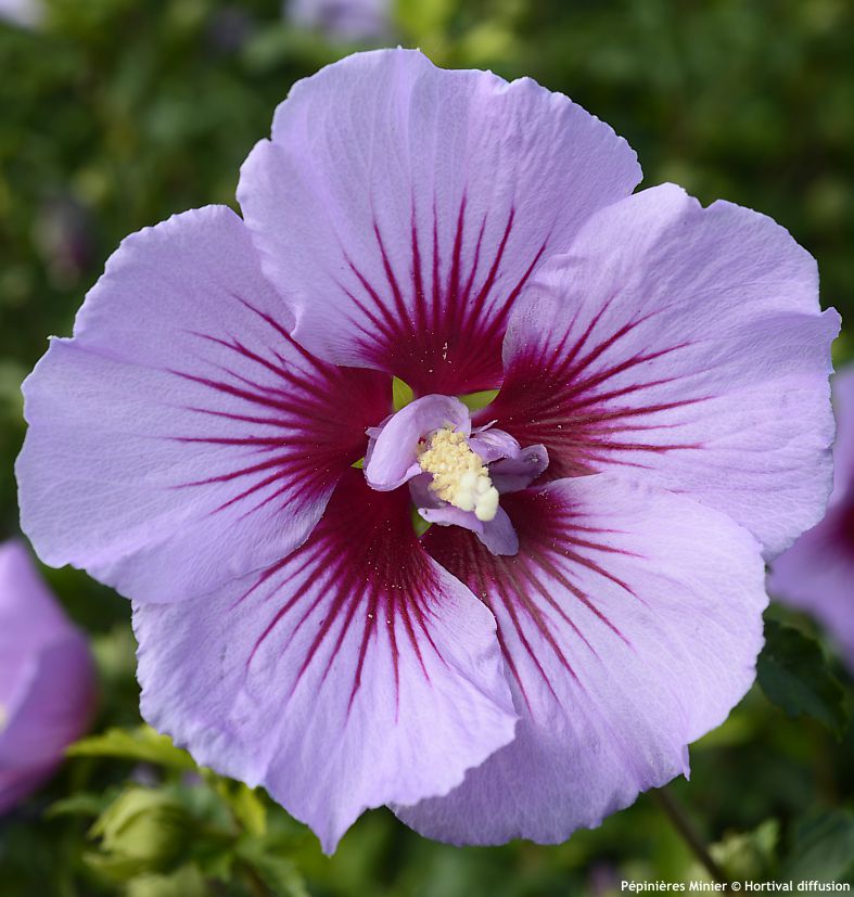 hibiscus syriacus B'twist Lavender