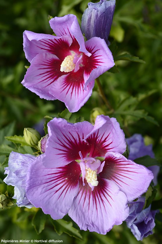 hibiscus syriacus B'twist Lavender