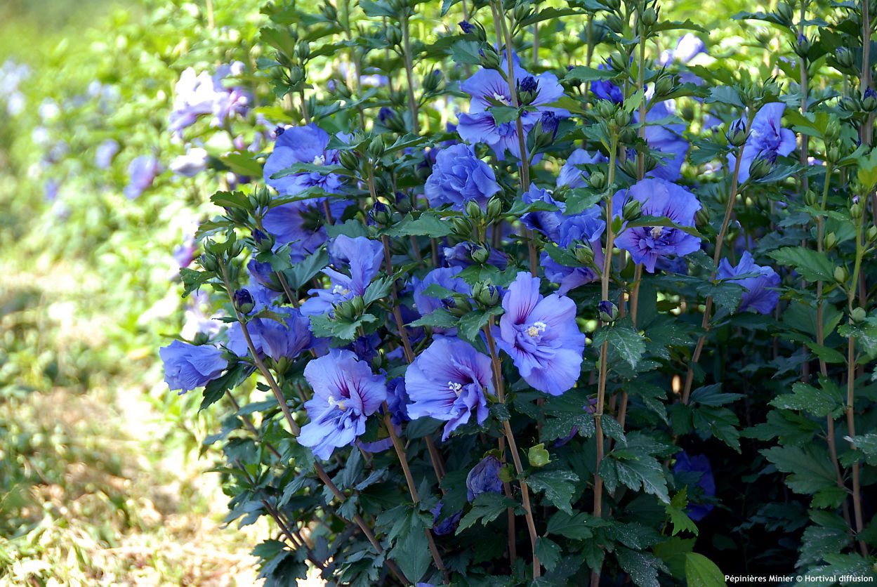 hibiscus syriacus Beautifull Cobalt