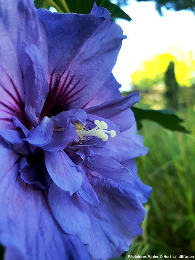 hibiscus syriacus Beautifull Cobalt