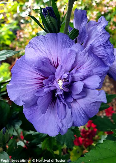Hibiscus syriacus 'Minsybfcble17' BEAUTIFULL® COBALT