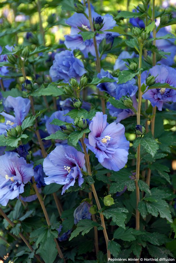 hibiscus syriacus Beautifull Cobalt