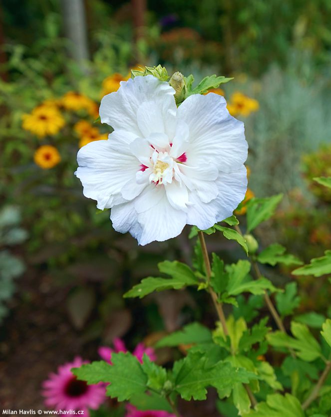 hibiscus syriacus Igloo