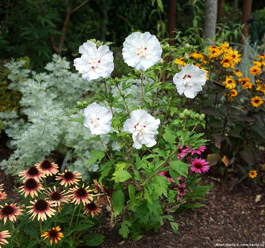 hibiscus syriacus Igloo