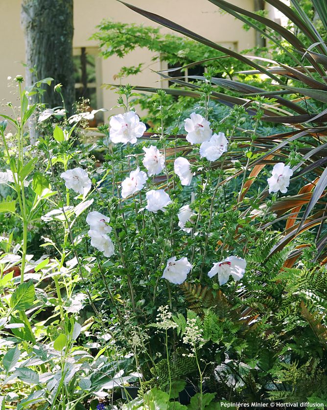 hibiscus syriacus Igloo
