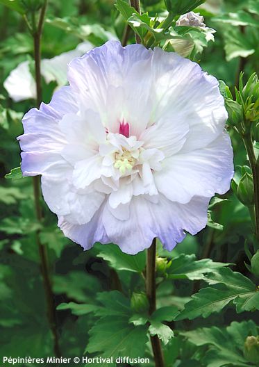 Hibiscus syriacus 'Minsycbb2b' IGLOO®