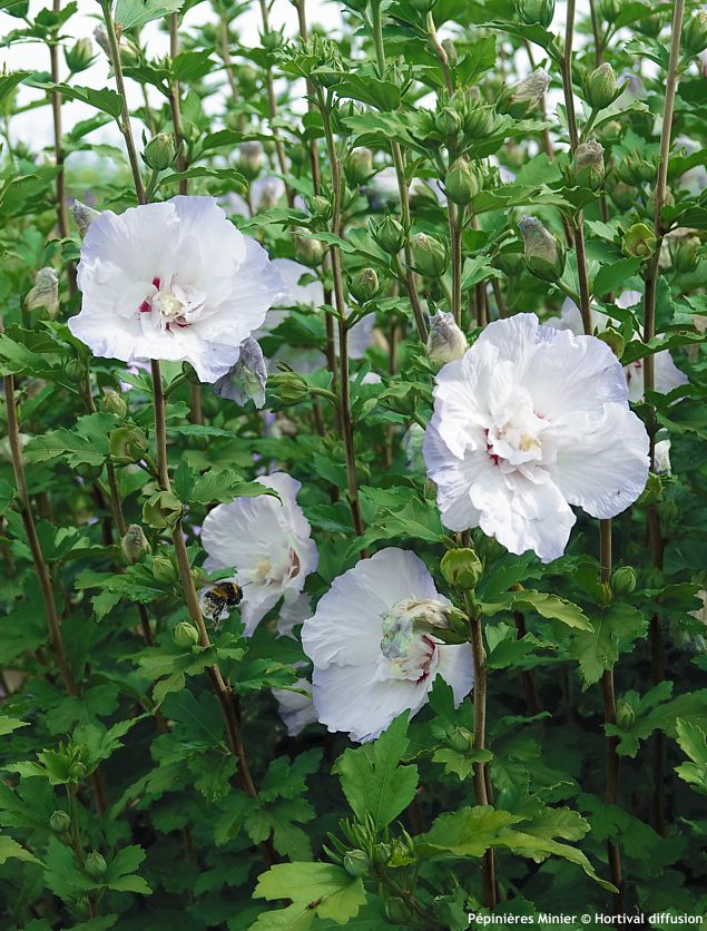 hibiscus syriacus Igloo