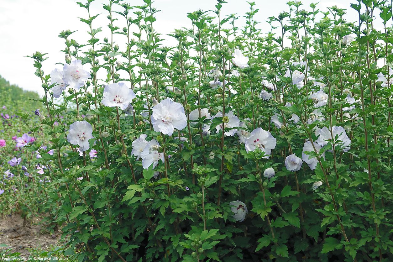 hibiscus syriacus Igloo