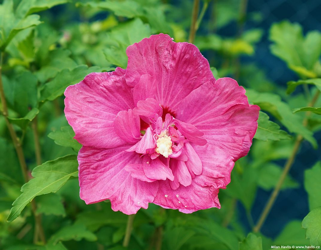 hibiscus syriacus Pompei