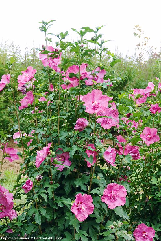 hibiscus syriacus Pompei
