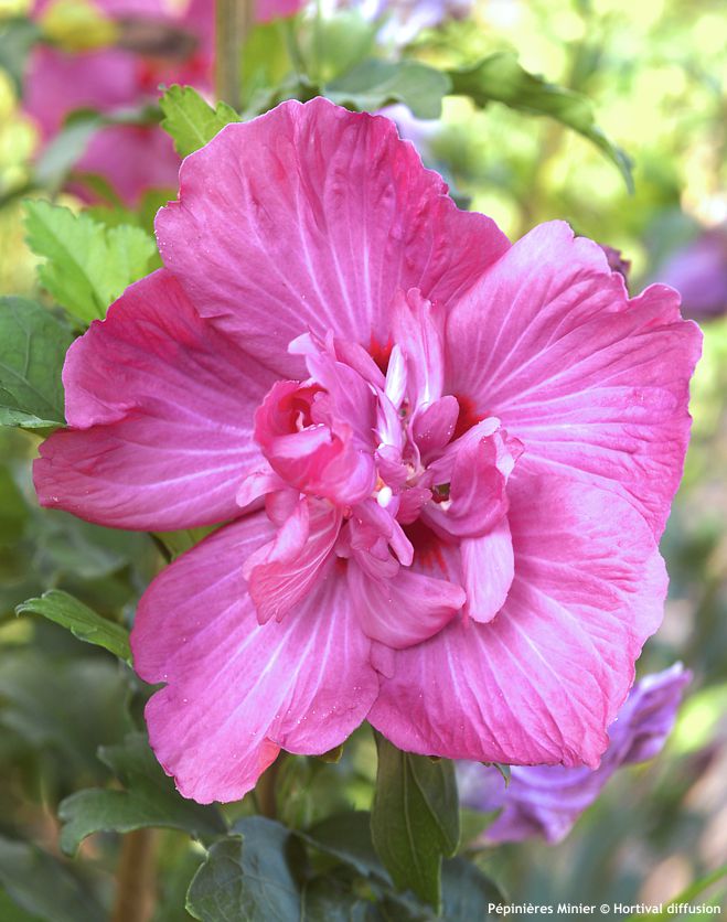 hibiscus syriacus Pompei