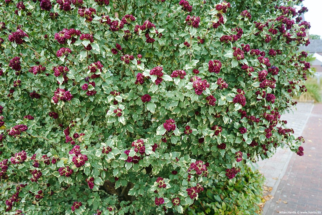 hibiscus syriacus Purpureus Variegatus