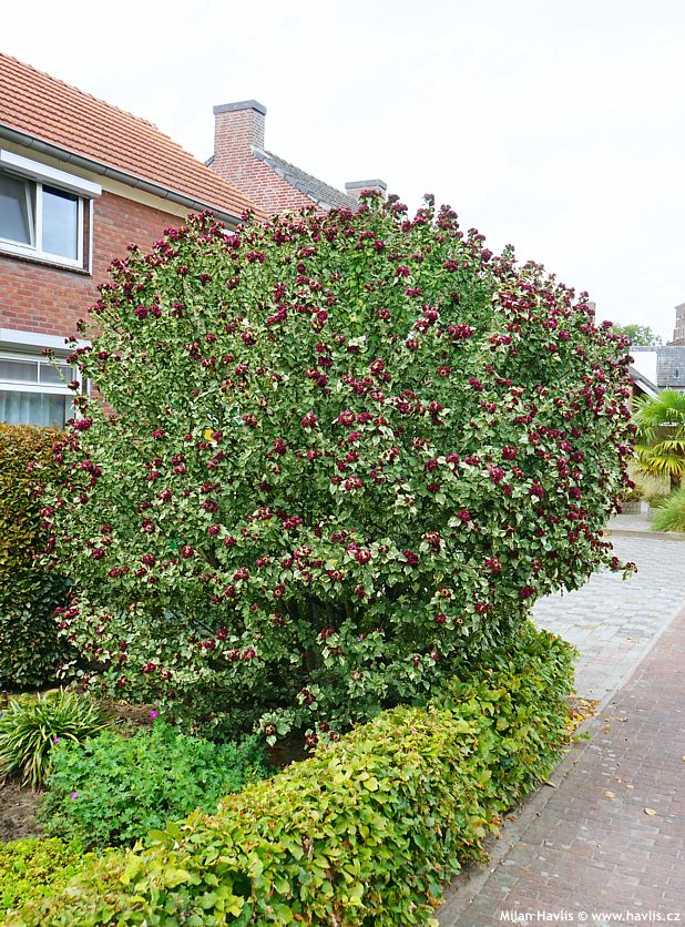 hibiscus syriacus Purpureus Variegatus