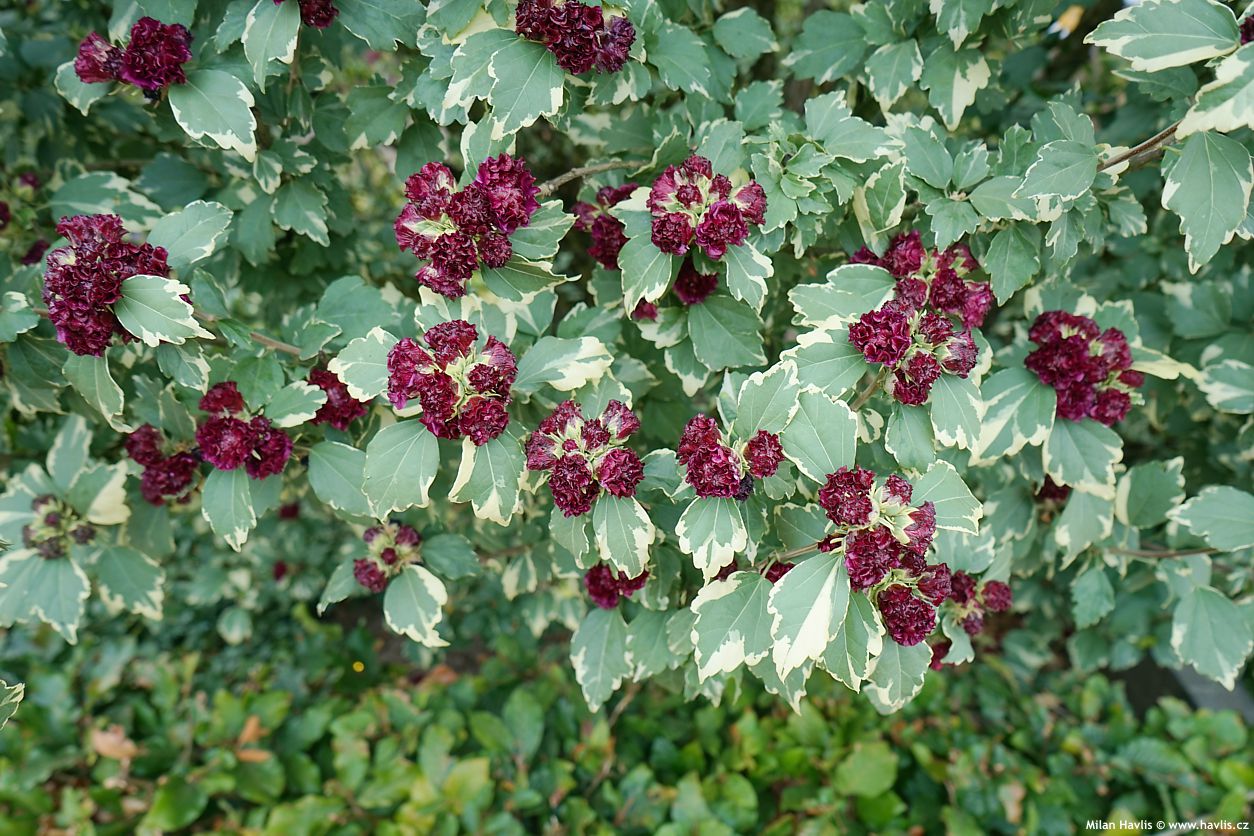 hibiscus syriacus Purpureus Variegatus