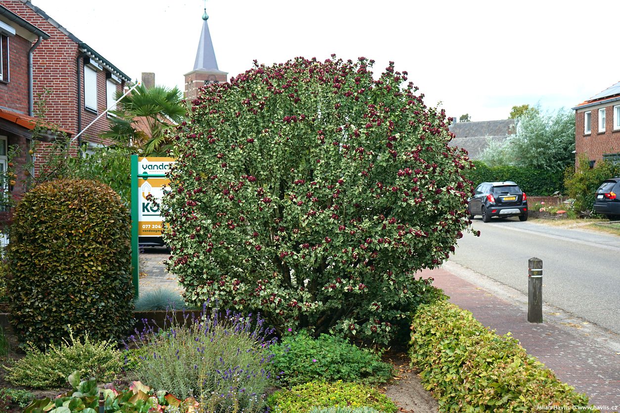hibiscus syriacus Purpureus Variegatus