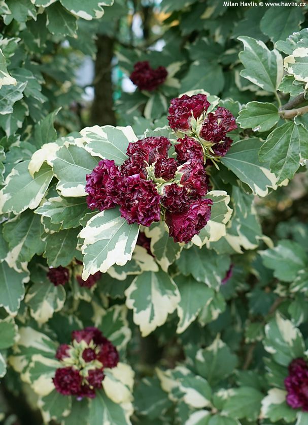hibiscus syriacus Purpureus Variegatus
