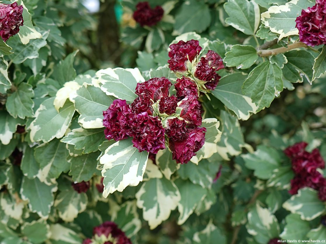 hibiscus syriacus Purpureus Variegatus